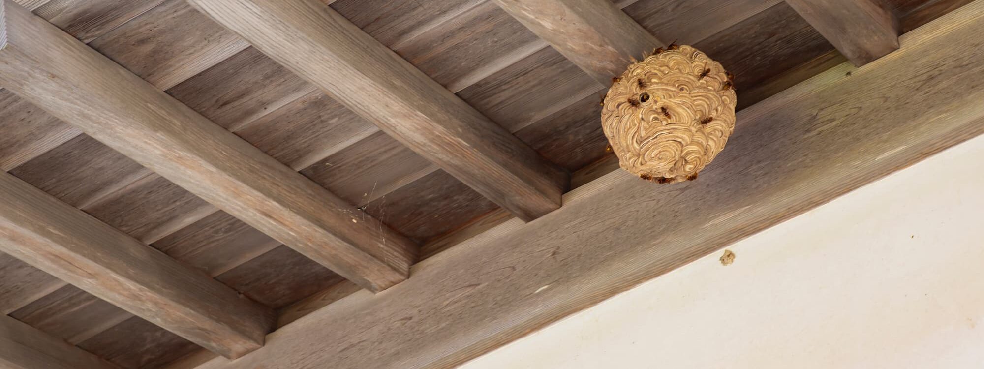 Comment éviter l’installation de nids de frelons dans votre jardin ou sur votre propriété ? Hœœnheim