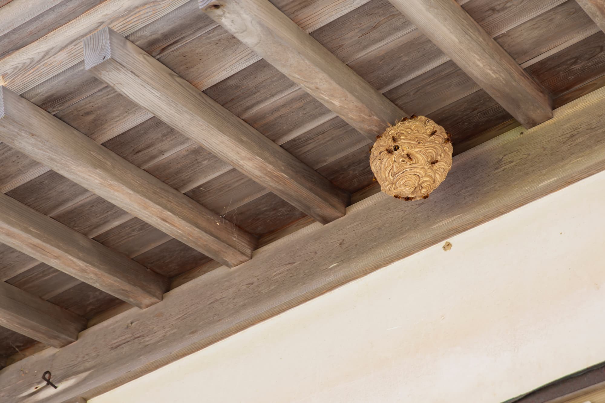 Comment éviter l’installation de nids de frelons dans votre jardin ou sur votre propriété ? Hœœnheim
