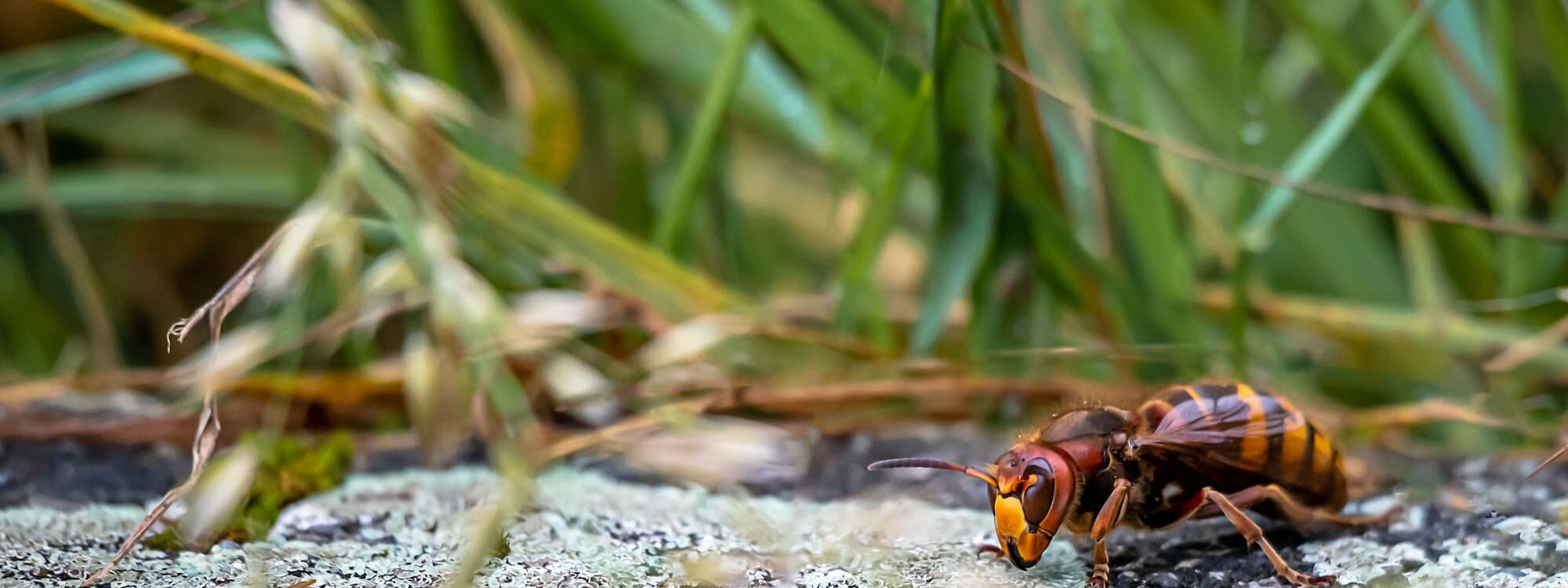 Pourquoi les frelons asiatiques sont-ils attirés par les ruchers, et comment protéger les abeilles ? Hœœnheim