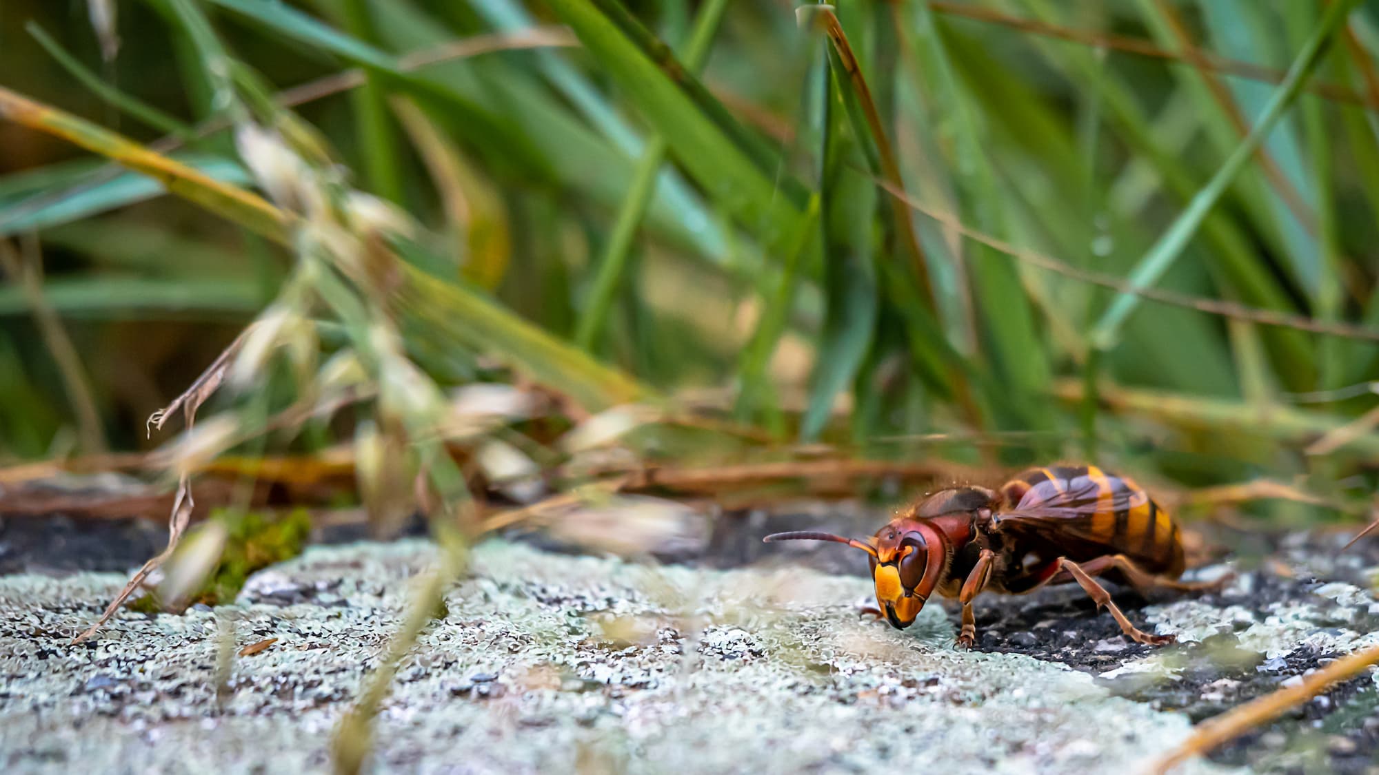Pourquoi les frelons asiatiques sont-ils attirés par les ruchers, et comment protéger les abeilles ? Hœœnheim
