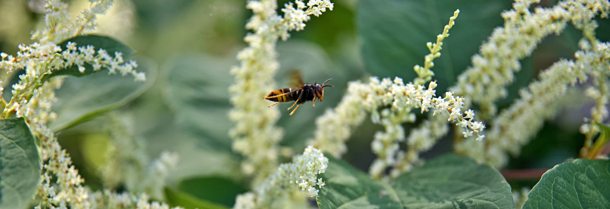 Comment la hausse des températures favorise-t-elle l&#8217;expansion des frelons asiatiques ? Ostwald