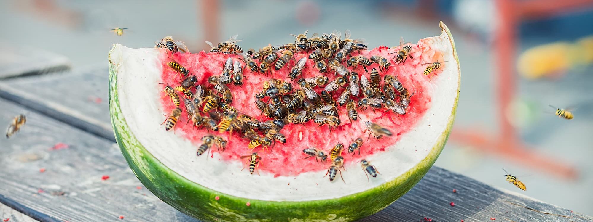 Pourquoi les gu&ecirc;pes sont-elles attir&eacute;es par les boissons sucr&eacute;es, et comment les &eacute;loigner ? Schiltigheim