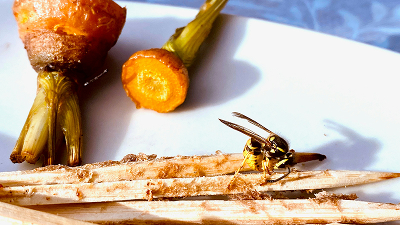 Éloigner les guêpes lors du repas sur la terrasse Obernai