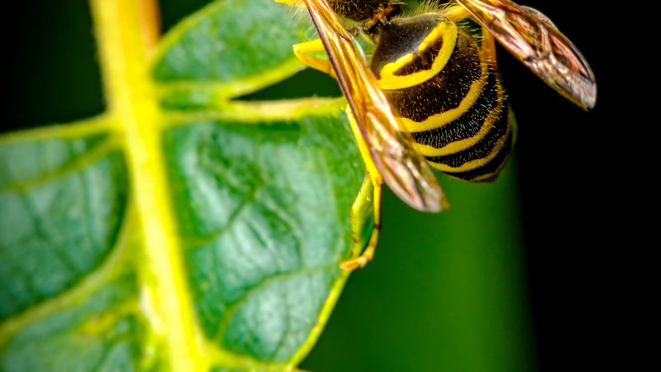 Les plantes répulsives : lesquelles utiliser pour éloigner les guêpes naturellement ? Bischwiller