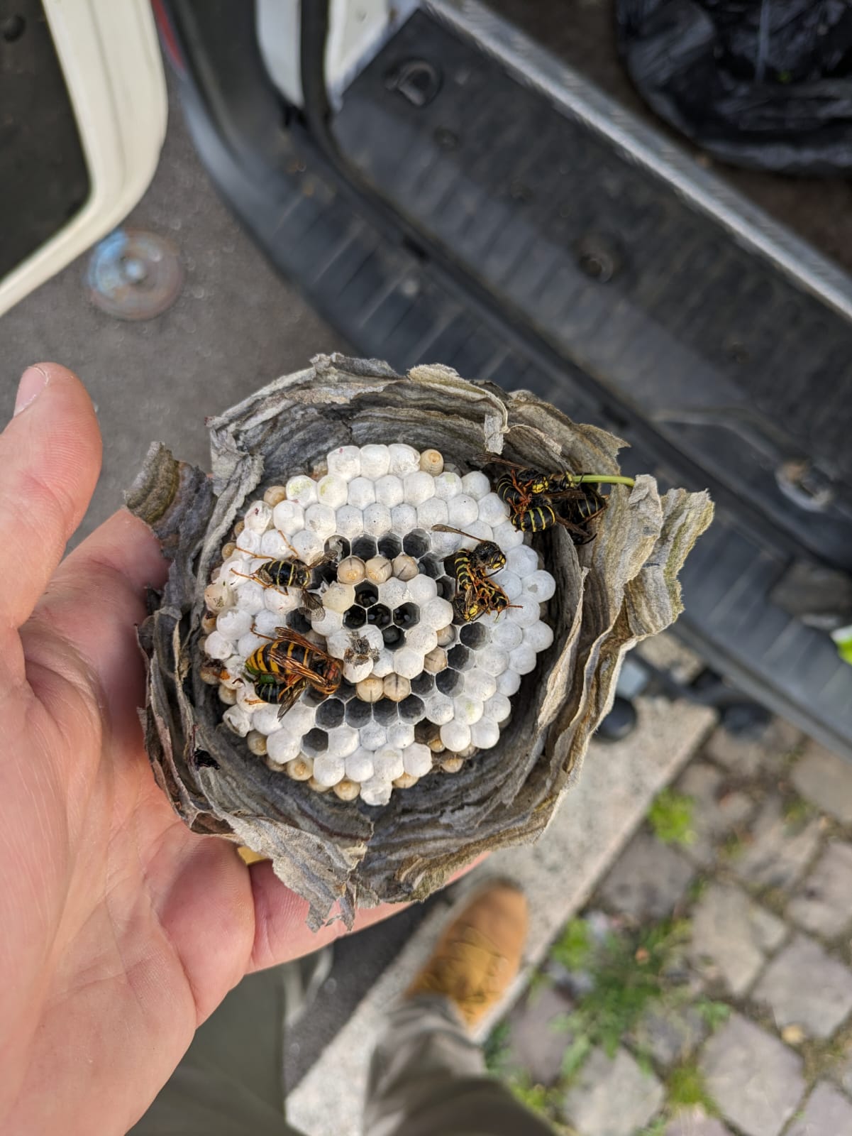 GUEPES FRELONS10 | Strasbourg Guêpes En images Schiltigheim 6