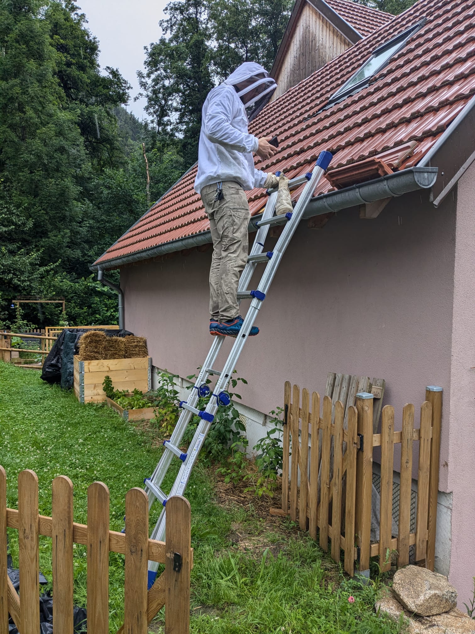GUEPES FRELONS18 | Strasbourg Guêpes En images Illkirch-Graffenstaden 13