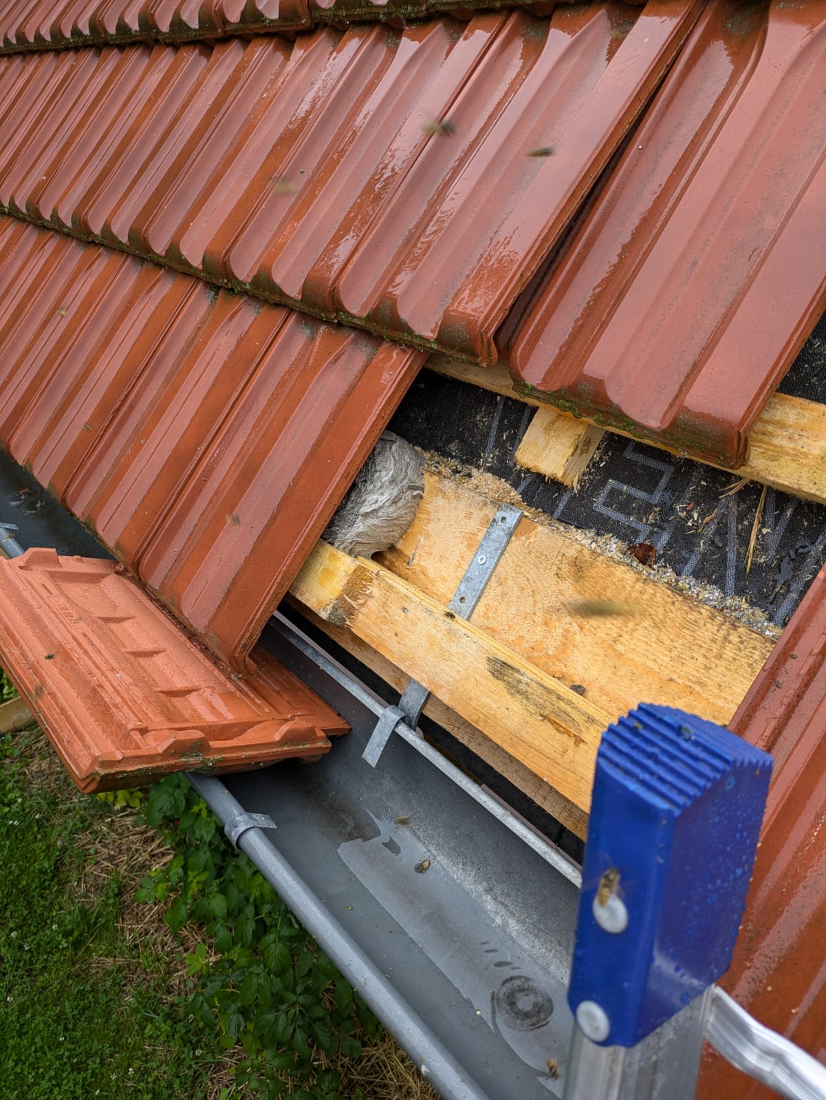 GUEPES FRELONS20 | Strasbourg Guêpes En images Bischheim 15