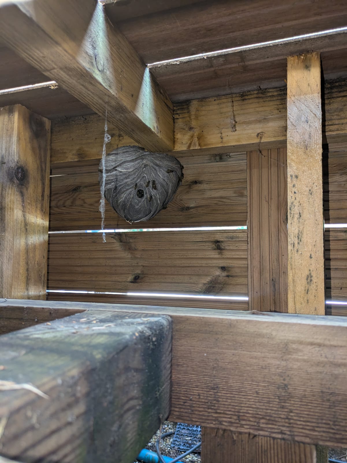 GUEPES FRELONS28 | Strasbourg Guêpes En images Hœnheim 23
