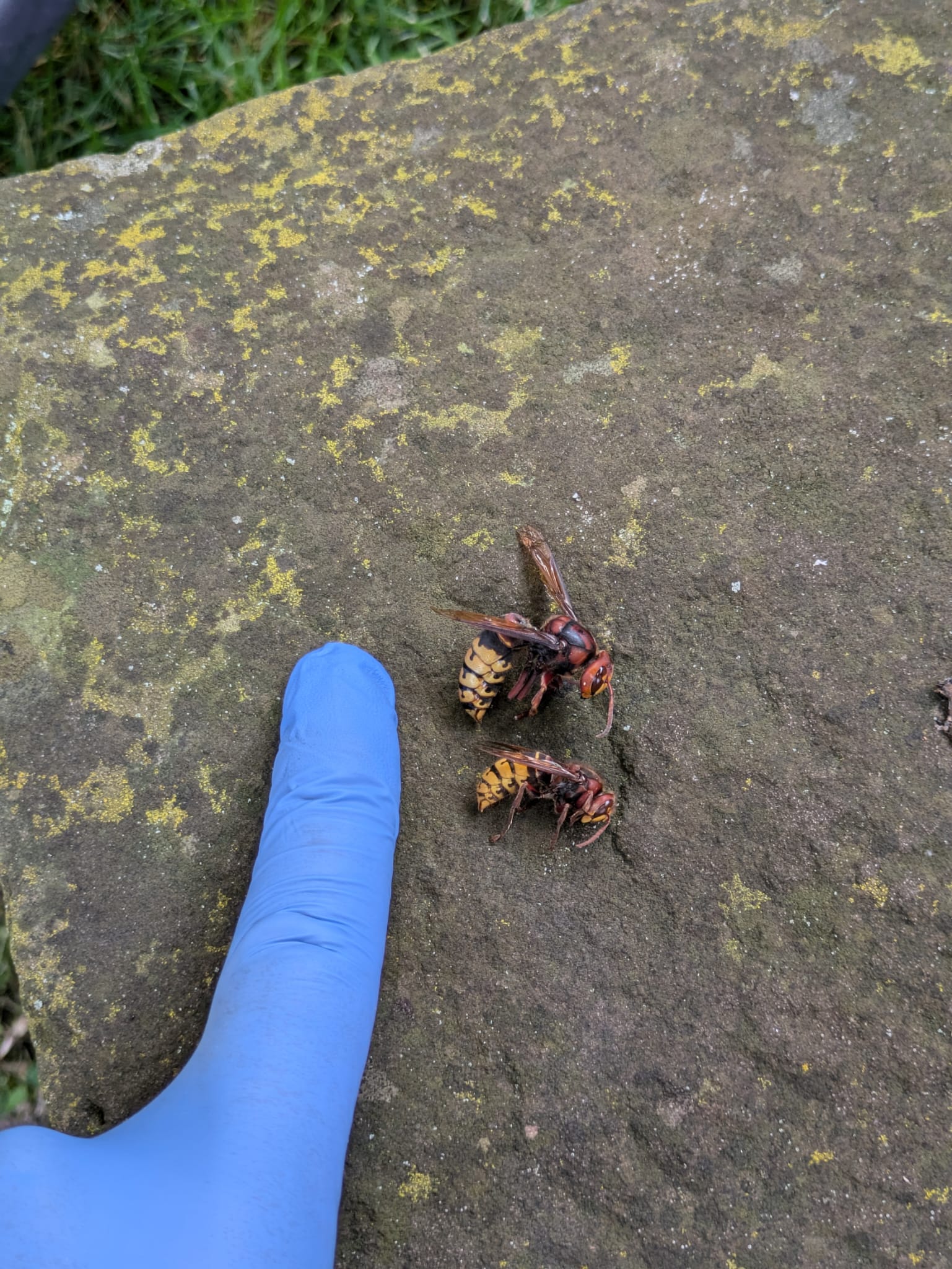 GUEPES FRELONS31 | Strasbourg Guêpes En images Ostwald 26