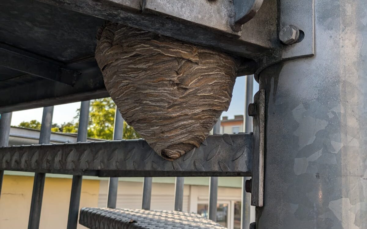 Pourquoi les guêpes nichent-elles souvent près des habitations humaines ? Bischwiller