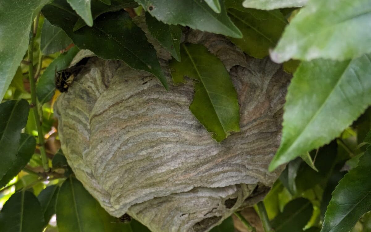 Frelons et arbres fruitiers : comment protéger vos récoltes des attaques ? Erstein