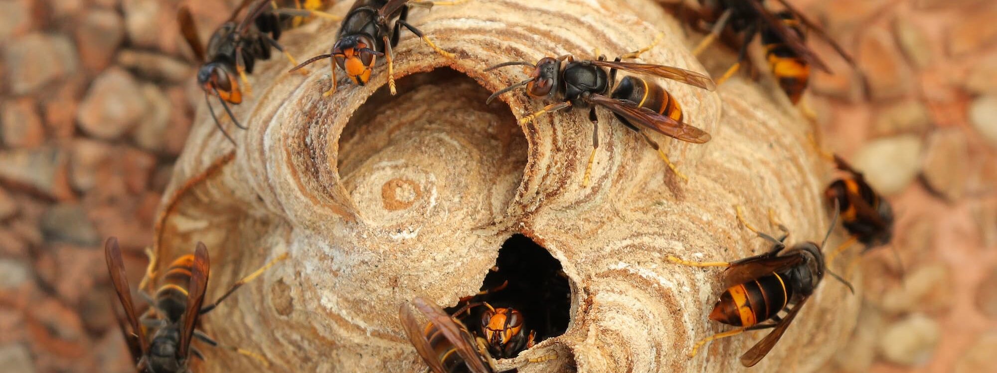 Comment savoir si un nid de frelons est actif et comment réagir ? Bischheim