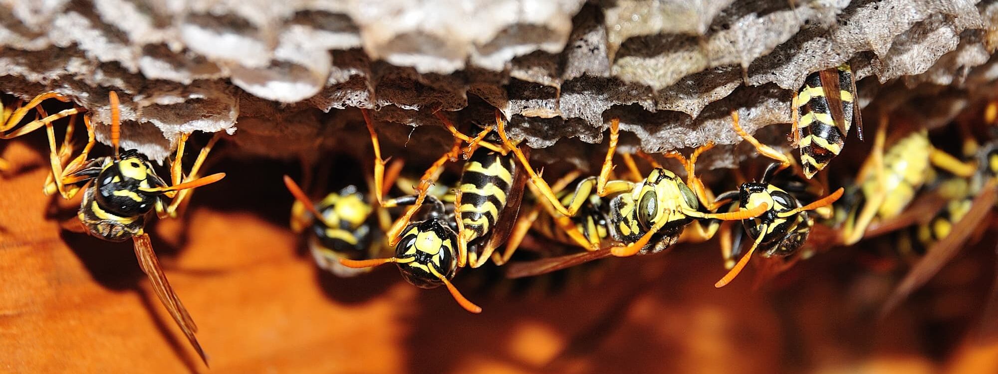Qui contacter pour la destruction de nids de guêpes et frelons ? Schiltigheim