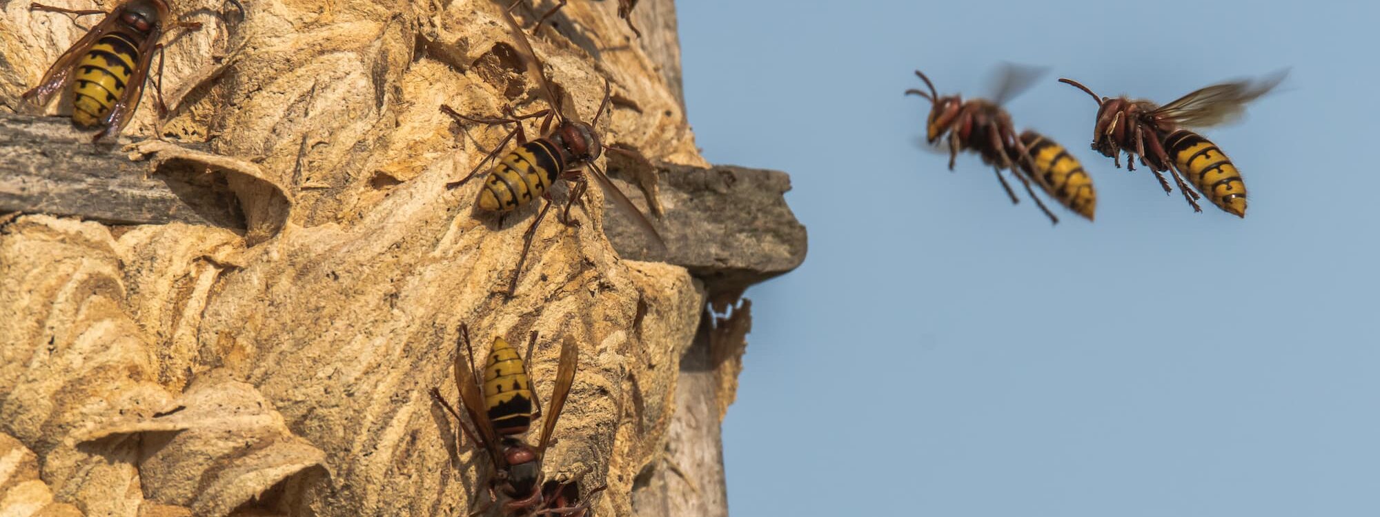 Comment se protéger des frelons asiatiques lors de randonnées ou d&#8217;activités en plein air ? Brumath