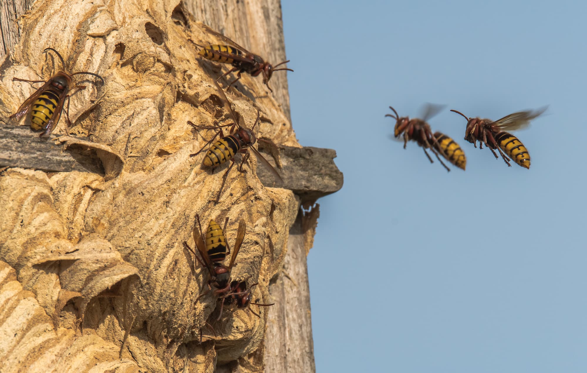 Comment se protéger des frelons asiatiques lors de randonnées ou d&#8217;activités en plein air ? Brumath