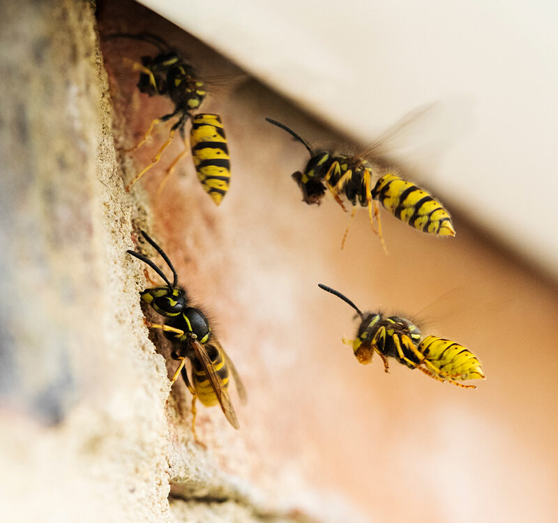 Comment prévenir l’installation de nids de guêpes dans vos gouttières et sous les toits ? Brumath