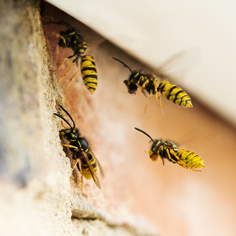 Comment prévenir l’installation de nids de guêpes dans vos gouttières et sous les toits ? Brumath