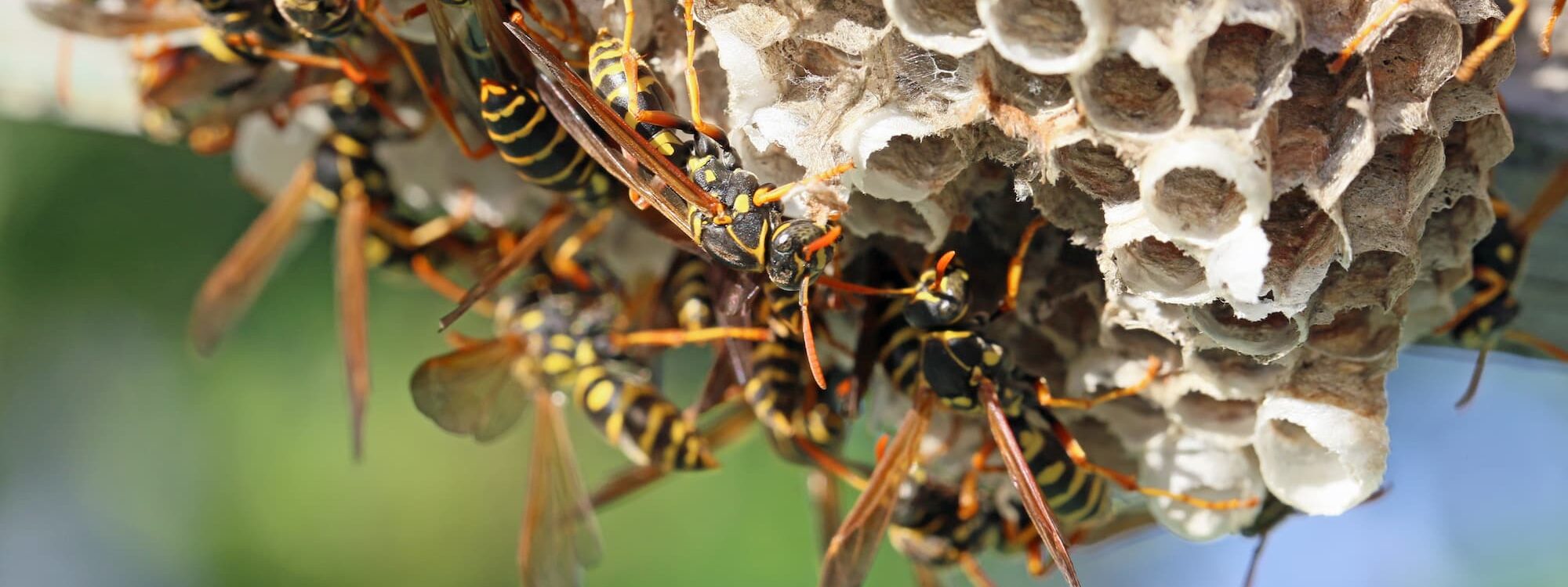 Comment les changements climatiques influencent-ils la prolifération des guêpes ? Bischwiller