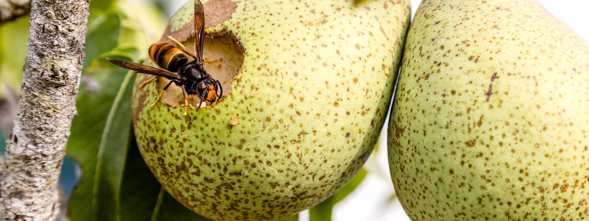 FRELONS_ASIATIQUES_CULTURES_AGRICOLES 2000X750 | Strasbourg Guêpes Quels sont les impacts des frelons asiatiques sur les cultures agricoles ? Erstein